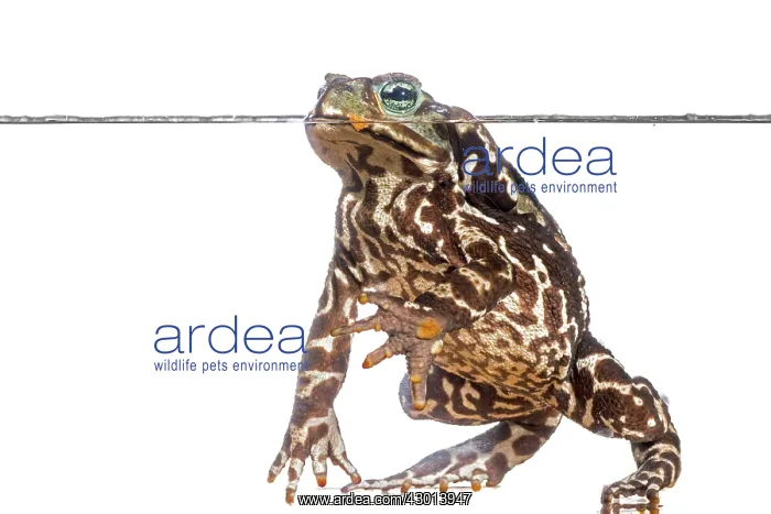 : Cururu Toad (Rhinella icterica) in water, isolated : Cururu Toad (Rhinella icterica) in water, isolated