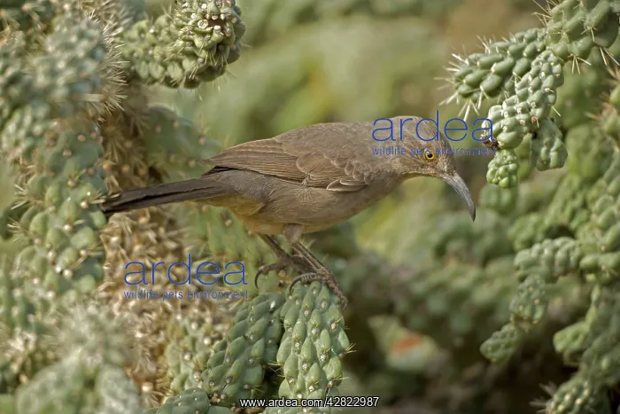 : Curve-billed Thrasher : Curve-billed Thrasher