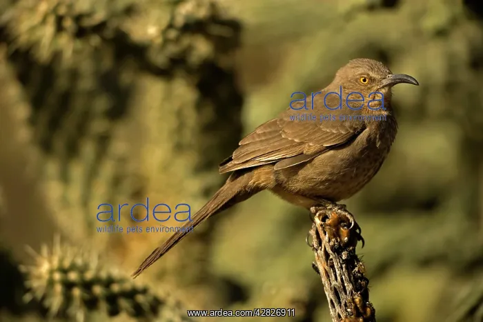 : Curve-billed Thrasher : Curve-billed Thrasher