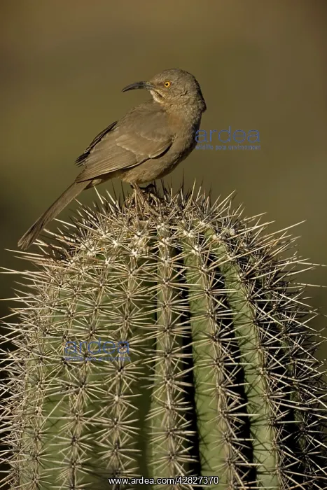 : Curve-billed Thrasher : Curve-billed Thrasher