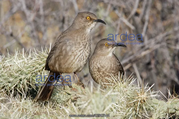 : Curve-billed Thrasher : Curve-billed Thrasher