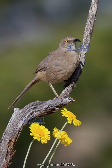 : Curve-billed Thrasher : Curve-billed Thrasher