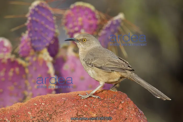 : Curve-billed Thrasher : Curve-billed Thrasher