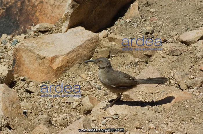: Curve-billed thrasher : Curve-billed thrasher