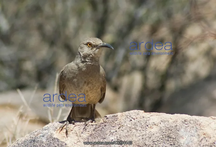 : Curve-billed thrasher : Curve-billed thrasher