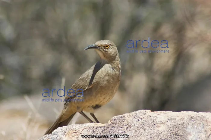 : Curve-billed thrasher : Curve-billed thrasher