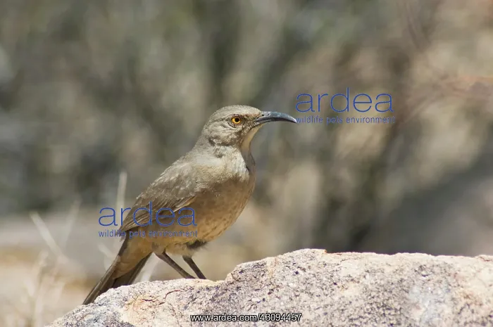: Curve-billed thrasher : Curve-billed thrasher