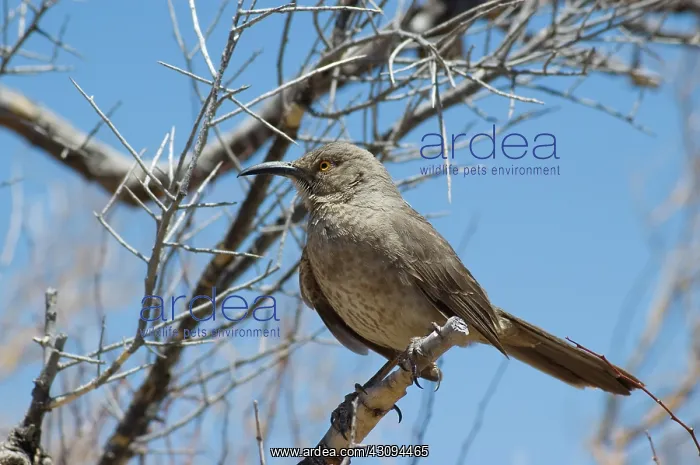 : Curve-billed thrasher : Curve-billed thrasher