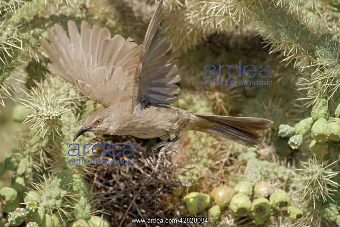 : Curve-billed Thrasher - Adult flying from nest : Curve-billed Thrasher - Adult flying from nest