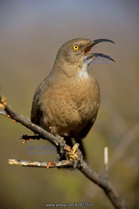 : Curve-billed Thrasher - With beak open : Curve-billed Thrasher - With beak open