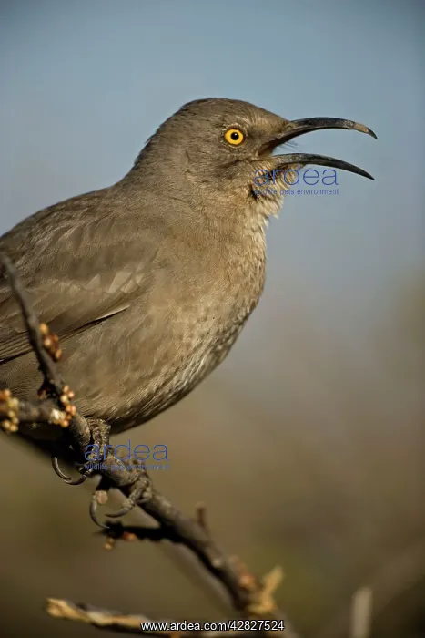 : Curve-billed Thrasher - With beak open : Curve-billed Thrasher - With beak open