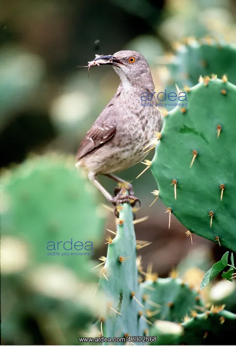 : CURVE-BILLED THRASHER - bringing food to nest : CURVE-BILLED THRASHER - bringing food to nest