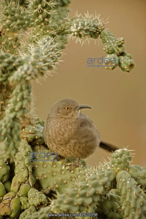 : Curve-billed Thrasher - On cactus : Curve-billed Thrasher - On cactus