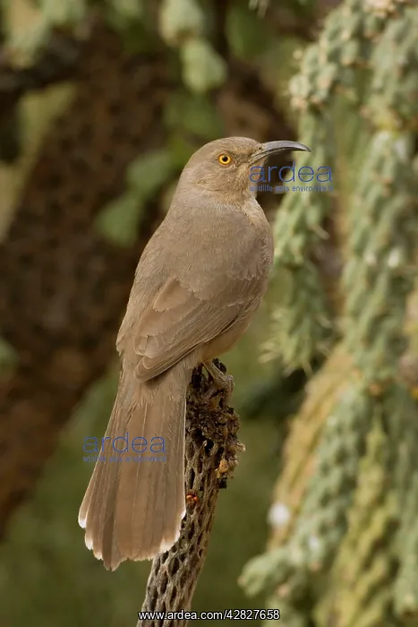 : Curve-billed Thrasher - The most common desert thrasher : Curve-billed Thrasher - The most common desert thrasher