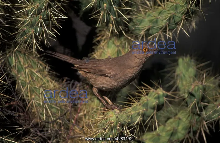 : Curve-billed Thrasher - the most common desert thrasher : Curve-billed Thrasher - the most common desert thrasher