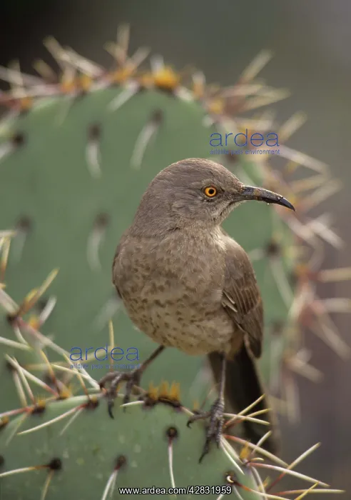 : Curve-billed Thrasher - the most common desert thrasher : Curve-billed Thrasher - the most common desert thrasher