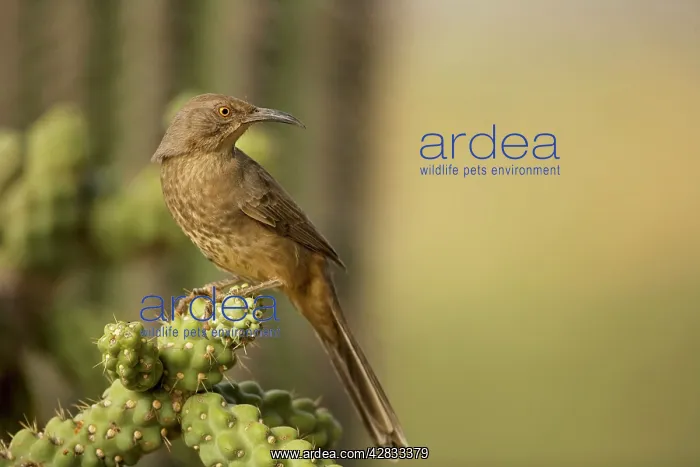 : Curve-billed Thrasher - The most common desert thrasher : Curve-billed Thrasher - The most common desert thrasher