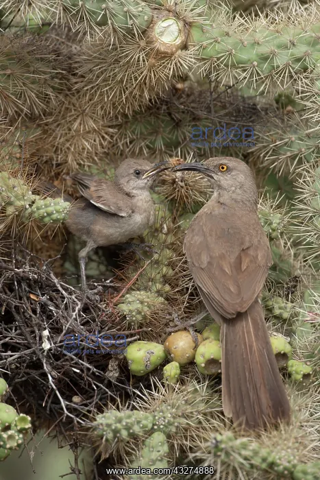 : Curve-billed Thrasher Feeding Young in Nest (Toxostoma curvi : Curve-billed Thrasher Feeding Young in Nest (Toxostoma curvi