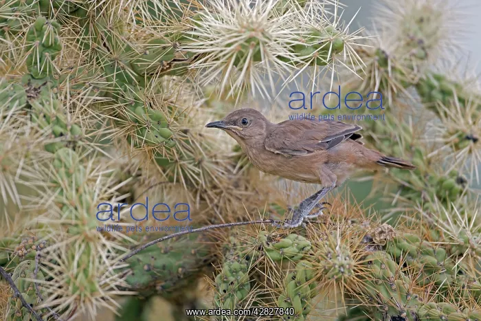 : Curve-billed Thrasher - fledgling perched on cactus : Curve-billed Thrasher - fledgling perched on cactus