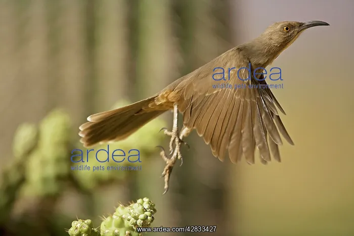 : Curve-billed Thrasher - In flight : Curve-billed Thrasher - In flight