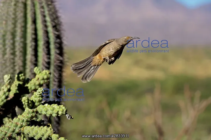 : Curve-billed Thrasher - In flight : Curve-billed Thrasher - In flight