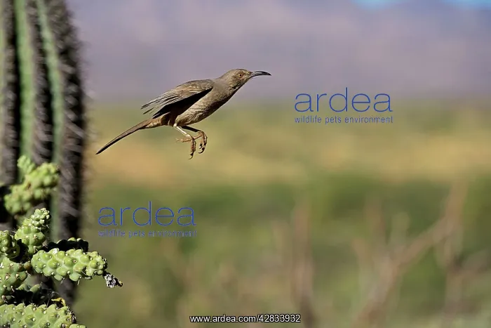 : Curve-billed Thrasher - In flight : Curve-billed Thrasher - In flight
