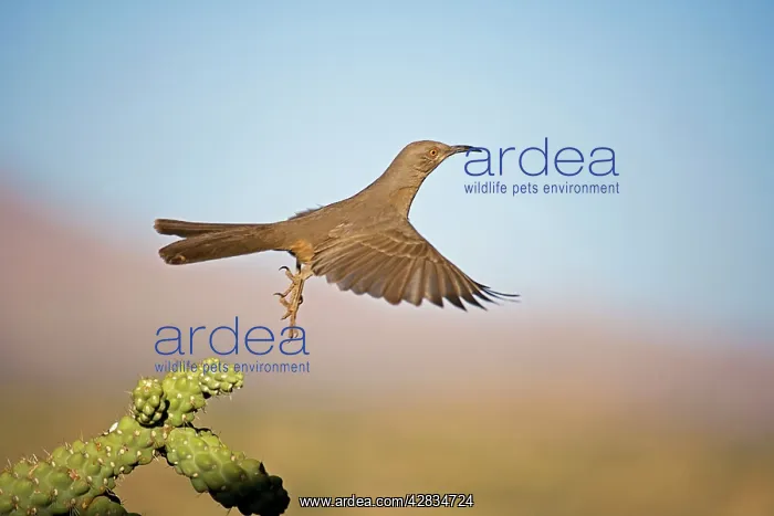 : Curve-billed Thrasher - In flight : Curve-billed Thrasher - In flight