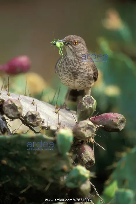 : Curve-billed Thrasher - with insect in mouth : Curve-billed Thrasher - with insect in mouth