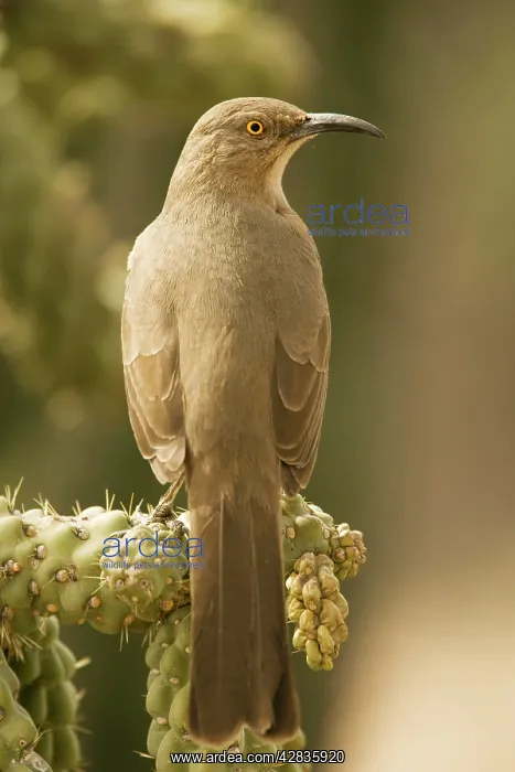  : Curve-billed Thrasher - Perched on cholla cactus