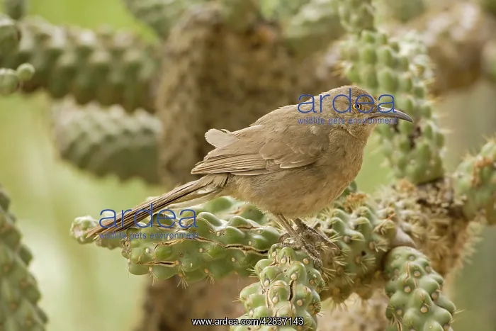 : Curve-billed Thrasher - Perched on cholla cactus : Curve-billed Thrasher - Perched on cholla cactus