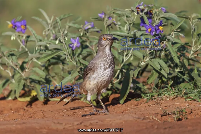 : Curve-billed thrasher, Rio Grande Valley, Texas : Curve-billed thrasher, Rio Grande Valley, Texas
