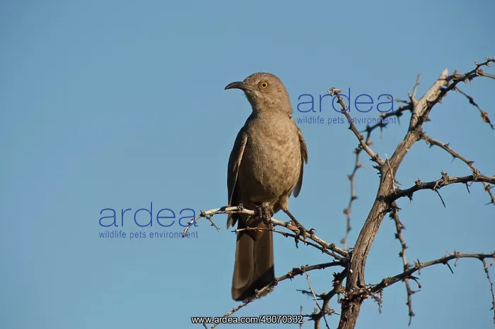  : Curve-billed thrasher (Toxostoma curvirostre). McDowell
