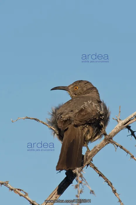 : Curve-billed thrasher (Toxostoma curvirostre). McDowell : Curve-billed thrasher (Toxostoma curvirostre). McDowell