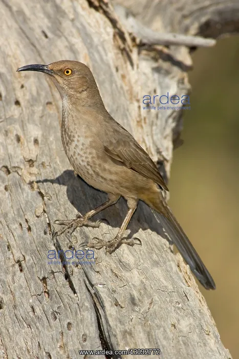 : Curve-billed Thrasher (Toxostoma curvirostre) : Curve-billed Thrasher (Toxostoma curvirostre)