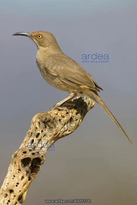 : Curve-billed Thrasher (Toxostoma curvirostre) : Curve-billed Thrasher (Toxostoma curvirostre)