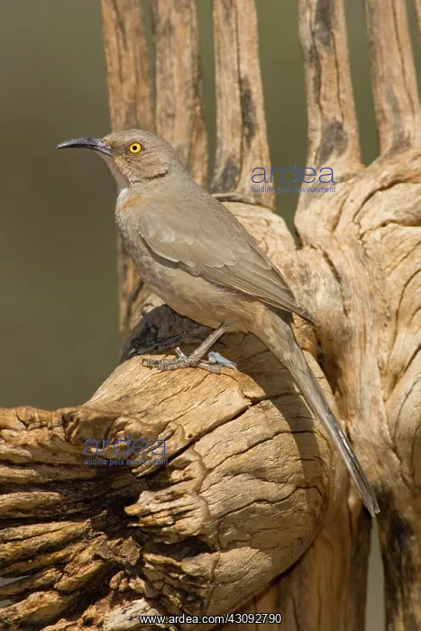 : Curve-billed Thrasher (Toxostoma curvirostre) : Curve-billed Thrasher (Toxostoma curvirostre)