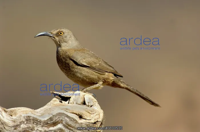 : Curve-billed Thrasher (Toxostoma curvirostre) : Curve-billed Thrasher (Toxostoma curvirostre)