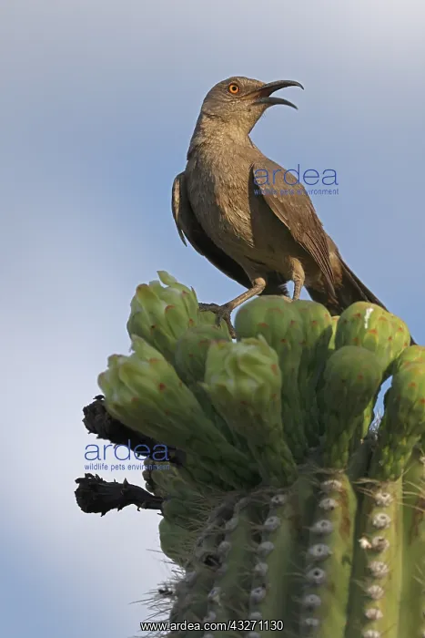 : curve-billed thrasher (Toxostoma curvirostre), feeding on ne : curve-billed thrasher (Toxostoma curvirostre), feeding on ne