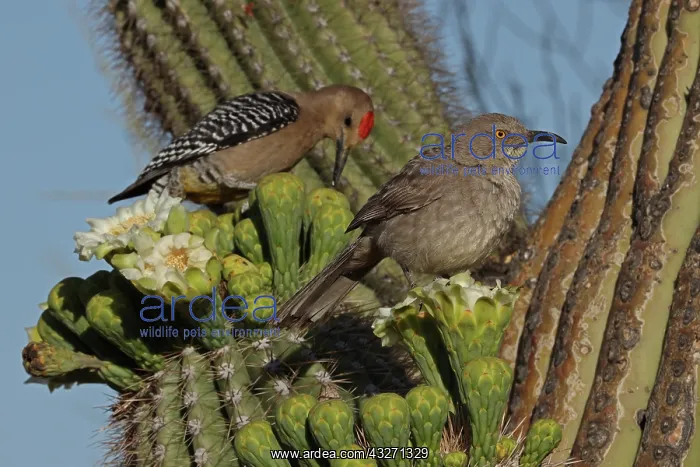 : curve-billed thrasher (Toxostoma curvirostre), feeding on ne : curve-billed thrasher (Toxostoma curvirostre), feeding on ne
