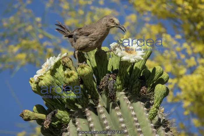 : curve-billed thrasher (Toxostoma curvirostre), on saguaro, S : curve-billed thrasher (Toxostoma curvirostre), on saguaro, S