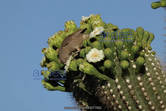 : curve-billed thrasher (Toxostoma curvirostre), feeding on ne : curve-billed thrasher (Toxostoma curvirostre), feeding on ne