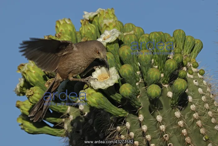 : curve-billed thrasher (Toxostoma curvirostre), feeding on ne : curve-billed thrasher (Toxostoma curvirostre), feeding on ne