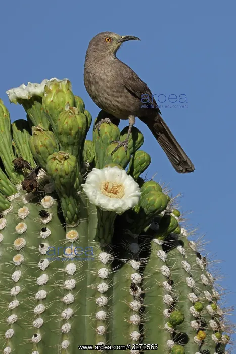 : curve-billed thrasher (Toxostoma curvirostre), feeding on ne : curve-billed thrasher (Toxostoma curvirostre), feeding on ne