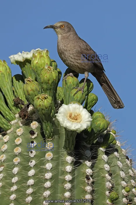 : curve-billed thrasher (Toxostoma curvirostre), feeding on ne : curve-billed thrasher (Toxostoma curvirostre), feeding on ne