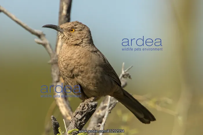 : curve-billed thrasher (Toxostoma curvirostre), Sonoran : curve-billed thrasher (Toxostoma curvirostre), Sonoran