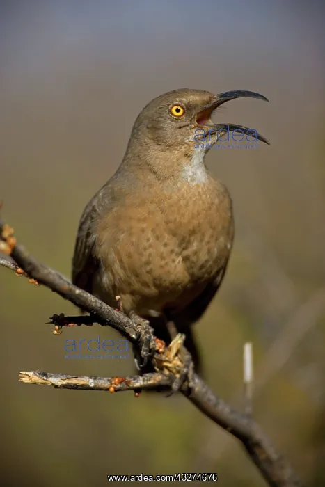 : Curve-billed Thrasher (Toxostoma curvirostre) - Arizona - Th : Curve-billed Thrasher (Toxostoma curvirostre) - Arizona - Th