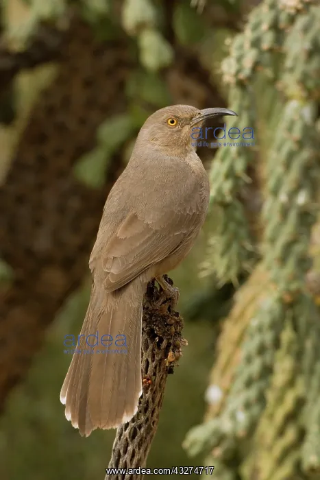 : Curve-billed Thrasher (Toxostoma curvirostre) - Arizona - Th : Curve-billed Thrasher (Toxostoma curvirostre) - Arizona - Th