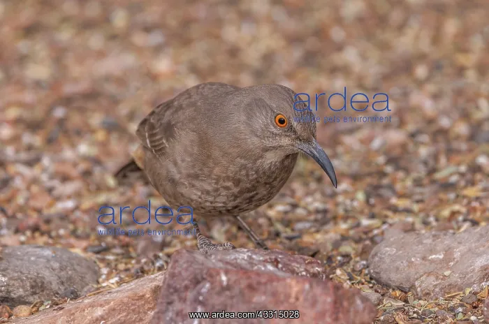 : Curve-billed thrasher, Toxostoma curvirostre, fe : Curve-billed thrasher, Toxostoma curvirostre, fe