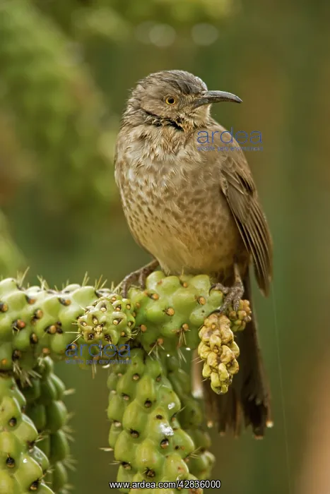 : Curve-billed Thrasher - Wet in winter rain storm : Curve-billed Thrasher - Wet in winter rain storm