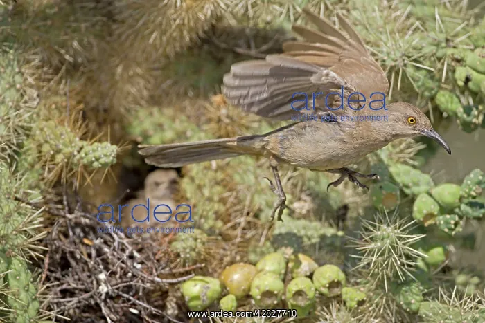 : Curve-billed Thrashers - adult flying from young : Curve-billed Thrashers - adult flying from young